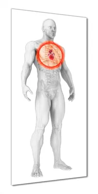 Produktbild von Wallario selbstklebende Duschrückwand 70 x 200 cm mit Motiv Anatomie des Menschen  Herz in Nahansicht - Wandverkleidung mit Hochglanzlaminat in Glasoptik