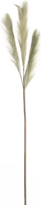 Obrázok produktu pre Tráva pampová 110cm zelená