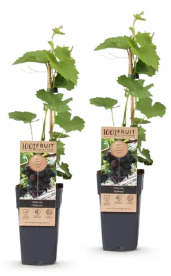 Image de Green boutiQ - Arbre fruitier - Vitis vinifera Vanessa - Vigne - Sans pépins - Raisin bleu - 2 plants - Pot de 15 cm - Hauteur 50 cm