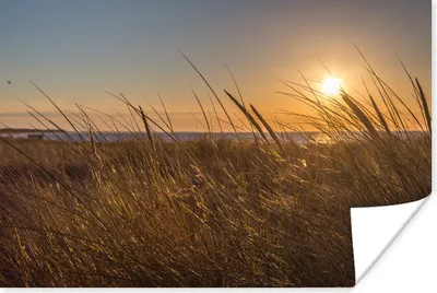 Produktbild von MuchoWow® Poster Ostsee - Schilf - Sonnenuntergang 60x40 cm - Schlafzimmerdekoration