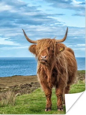 Produktbild von MuchoWow® Poster Schottischer Highlander - Wasser - Hörner 90x120 cm - Wohnzimmer
