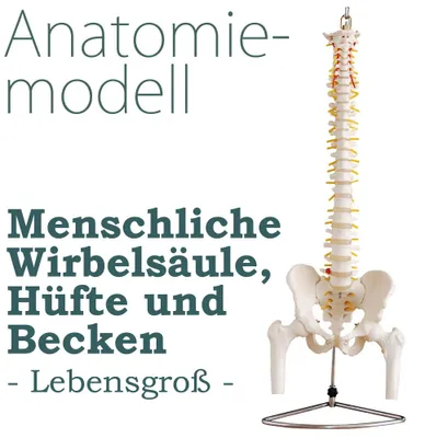 Obrázok produktu pre Anatomický model kostry chrbtice v životnej veľkosti s panvou chrbtice ľudské telo lekársky model panvy model kostry model herniated disc MedMod