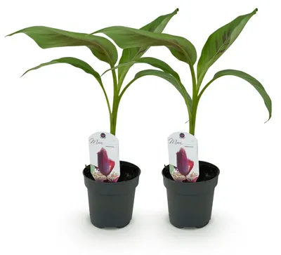 Produktbild von GreenboutiQ - Obstpflanze - Bananenpflanze - Musa sikkemensis Red Tiger - Winterhart - 2 Pflanzen - Topf 12cm Höhe 30cm