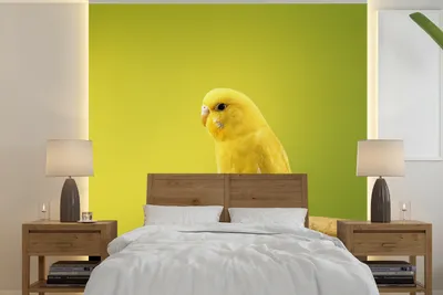 Produktbild von MuchoWow® Fototapete für Wohnzimmer oder Schlafzimmer Wandtapete Vinyl Motivtapete Zitronensittich - 260x260 cm - Papiertapeten