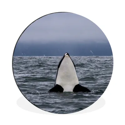 Produktbild von MuchoWow® Aluminium Wandkreis Orca über Wasser Ø 90 cm Wanddeko Modern Wohnzimmer - Mauerkreis - Wandbilder - Runde Bild - Bild aus Aluminium - Schlafzimmer - Wohnzimmerdekoration - Wand Dekoration