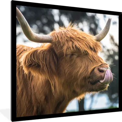 Produktbild von MuchoWow® Gerahmtes Poster Schottischer Hochländer - Kuh - Frühling - Tiere 40x40 cm - Poster mit Schwarzem Bilderrahmen Wandposter Rahmen Foto Bilder - Mit Rahmen - Wanddekoration Schlafzimmer