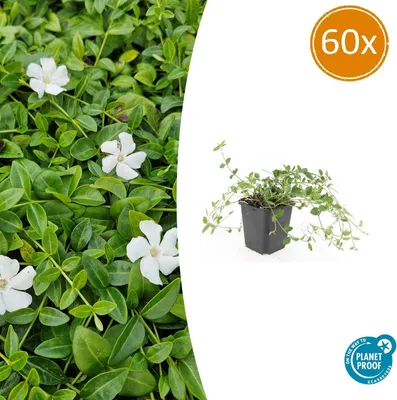 Zdjęcie produktu dla Roslina okrywowa - Barwinek drobnolistny - Vinca minor 'Gertrude Jekyll' - Doniczka 9 cm - Zestaw 60 roslin