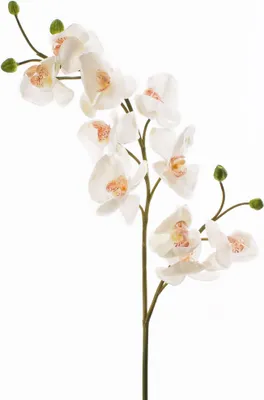 Produktbild von artplants.de Künstlicher Orchideenzweig, real Touch, 10 Blüten, Creme - weiß, 85cm - Phalaenopsis - Kunstorchidee