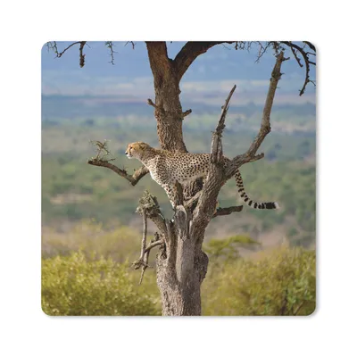 Produktbild von MuchoWow® Mauspad Mousepad Leopard - Baum - Tier 20x20 cm - Mousepads - Maus Mat - Pad - Mausunterlage - Desk Mat - Bureauartikeln