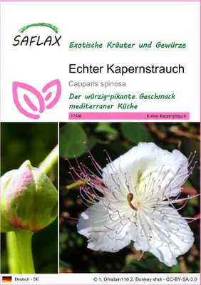 Produktbild von SAFLAX - Echter Kapernstrauch - Capparis spinosa - 25 Samen