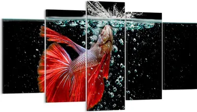 Produktbild von Bild auf Leinwand - Leinwandbild - Fisch Wasser Natur - 160x85cm - Wand Bild - Wanddeko - Leinwanddruck - Bilder - Kunstdruck - Wanddekoration - Leinwand bilder - Wandkunst - EA160x85-3492