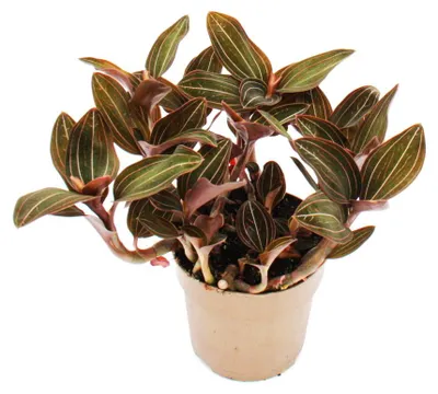 Produktbild von Juwelorchidee - Erdorchidee - Ludisia discolor - 12cm Topf
