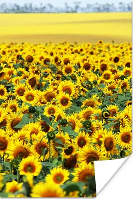 Produktbild von MuchoWow® Poster Sonnenblume - Blumen - Natur 80x120 cm - Papierdruck