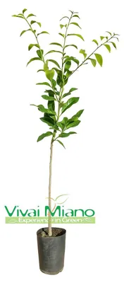 Obrázek produktu pro Rostlina combavy (Citrus hystrix)