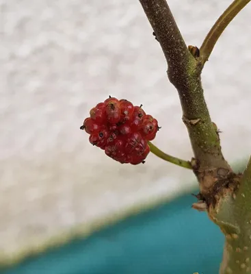 Image de Morus 'Red No.2' / Mûrier à gros fruit rouge