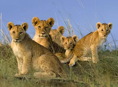 Produktbild von 500 Teile Ravensburger Puzzle Löwen Babys 14791