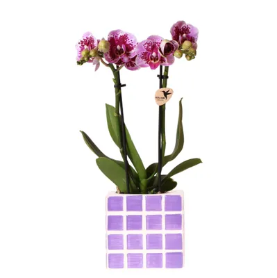 Produktbild von Kolibri Orchids Lila Phalaenopsis Orchidee El Salvador + Mosa Ziertopf Lila - Topfgröße 9cm