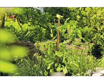 Obrázek produktu pro Tyč k rostlinám kokosová FloraSelf Nature Ø 40 mm 60 cm