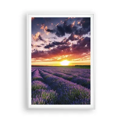 Produktbild von Gerahmtes Poster - Weißer Rahmen - Lavendel Berge Feld - 70x100 cm - Wand Bild - Wanddeko - Wandbilder - Kunstposter - Wandposter - Bilderrahmen - Bilder - Kunstdruck - Wandbild - P2WPA70x100-3816
