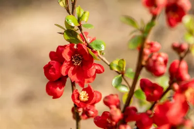 Produktbild von Chaenomeles superba 'Fusion', Zierquitte, 40–60 cm, leuchtend rot