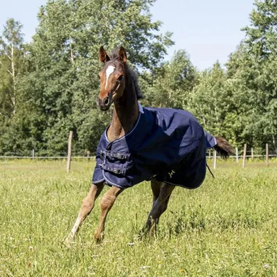 Produktbild von HKM Fohlendecke Professional mit Polarfleece 0g dunkelblau