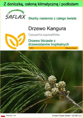 Zdjęcie produktu dla SAFLAX - Garden to go - Drzewo Kangura - 200 Nasiona - Z doniczką, pokrywą klimatyczną i podłożem do uprawy - Casuarina equisetifolia