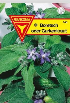 Produktbild von Borretsch  Gurkenkraut