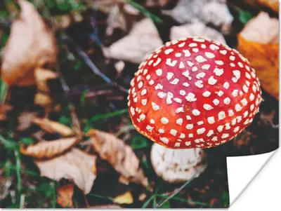 Produktbild von MuchoWow® Poster Herbst - Pilz - Blätter - Natur 80x60 cm - Kunst für zu Hause