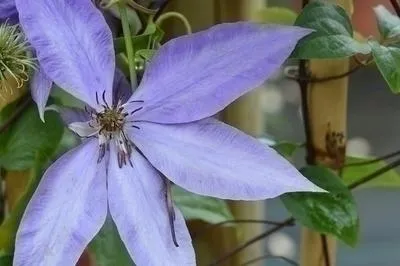 Immagine prodotto di Clematis hybr. 'Elsa Spath' - Vite di bosco 'Elsa Späth 50-60 cm | vaso