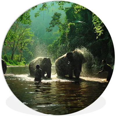 Produktbild von MuchoWow® Rundes Wandbild - Runde Bilder Elefant - Wasser - Bäume - Grün - Tiere Ø 30 cm Kreis Wanddekoration Kunststoff - Wandkreis - Wandschmuck - Schlafzimmer - Bilder - Der Kreis - Kunst für die Wohnung - Plastik - Kunstdruck - Wandbild