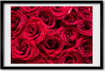 Produktbild von Bild 60x40 MDF-Rahmen, Wandkunst Tropfen auf Rosen
