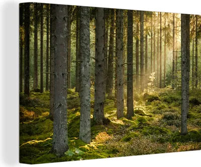Produktbild von OneMillionCanvasses® - Leinwandbilder - 150x100 cm, Wald - Baum - Sonne, Wandbilder Kunstdruck Wanddekoration