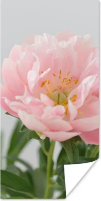Produktbild von MuchoWow® Poster Rosa Pfingstrose 20x40 cm - Plakat - Foto