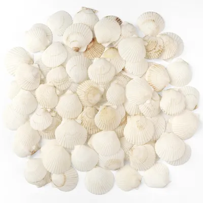 48 natürliche Jakobsmuscheln, 3–5 cm, weiß, für Basteln & Deko