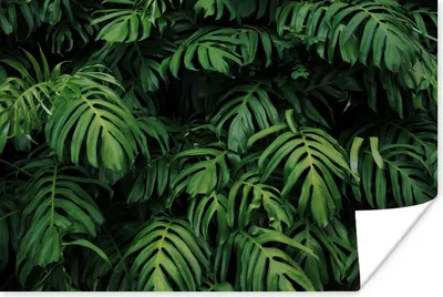 Produktbild von MuchoWow® Poster Blätter - Monstera - Abstrakt - Mädchen - Kinder - Jungen 90x60 cm - Schlafzimmer