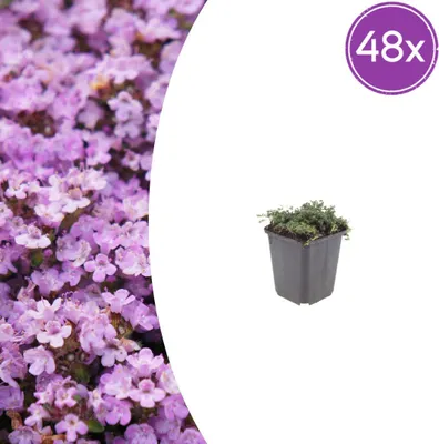 Zdjęcie produktu dla Thymus praecox 'Purple Beauty' | 48 sztuk - 10-25cm - Ø9cm - Roślina ogrodowa