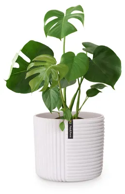 Produktbild von Fox & Fern Blumentopf mit Stopfen, Blumentopf Gross für Innen/Außen, Übertopf UV- & Frostbeständig, Polystone-Blumentöpfe Weiß, Blumentopf 28,5 cm Durchmesser, Großer Pflanzentopf für Zimmerpflanzen
