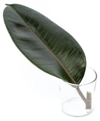 Produktbild von Gardners Ficus elastica Abidjan - Steckling zur Vermehrung