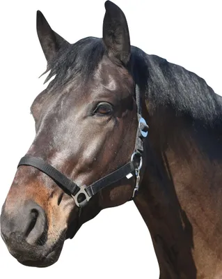 Produktbild von ELDORADO Pferde-Halfter Standard - schwarz - Warmblut