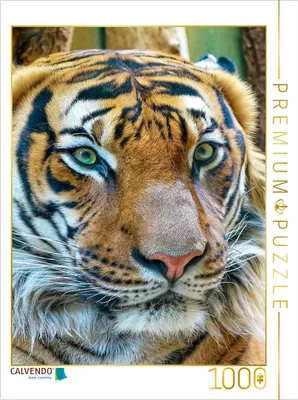 Produktbild von CALVENDO Puzzle Tiger | 1000 Teile Lege-Größe 64x48cm Foto-Puzzle für glückliche Stunden