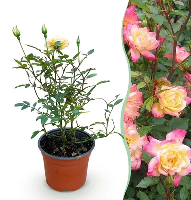 Produktbild von Green boutiQ - Gartenrose - Rosa Tricolor Fairy - Rose - Winterhart - Gelb-Rosa - 1 Pflanze - Topf 12cm - Höhe 20-25cm