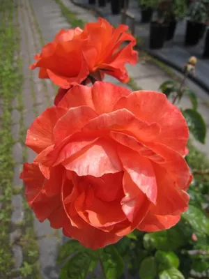 Produktbild von Beetrose For You with Love ™ - Rosa For You with Love ™ - pharmaRosa ® Rose