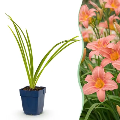 Produktbild von Green boutiQ - Staude - Hemerocallis Pink Damask - Taglilie - Zieht Bienen und Schmetterlinge an - Rosa - 3 Pflanzen - Topf 11 cm - Höhe 15-25 cm