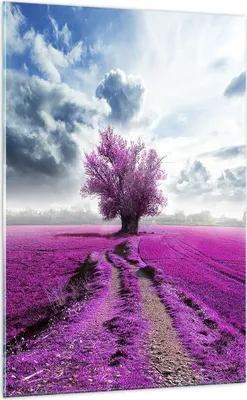 Produktbild von Bilder auf glas - Einteilig - Heidefeld Baum Wolken Landschaft - 70x100cm - Glasbilder - Wandbilder - Bilder - Wanddekoration aus Glas - Glas Bilder - Wandbild auf Glas - GPA70x100-2547