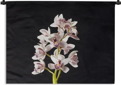 Produktbild von MuchoWow® Wandteppich Wandbehang Eine weiße Orchidee vor schwarzem Hintergrund 60x45 cm Tapisserie Dekoration Wandtuch - Das Schlafzimmer