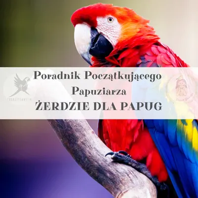 Zdjęcie produktu dla Poradnik ParrotPlanet - Poradnik Początkującego  Papuziarza - Żerdzie - jak wybrać odpowiednia żerdzie dla Twojej papugi