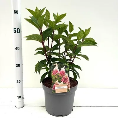 Produktbild von Hydrangea pan. Pinky Winky ('Dvppinky'PBR) - Hortensie | 50-60 cm im Topf