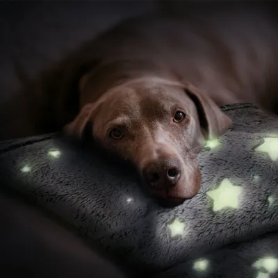 Produktbild von Nobby Leuchtdecke Sternenhimmel - Hundedecke