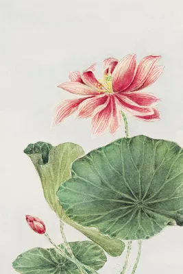 Produktbild von Plakat 40x60cm Hasu, Morikaga Japanischer Vintage für das Wohnzimmer