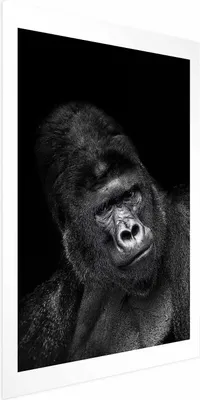 Produktbild von Posterpapier Poster - Gorilla 40x60 cm Tiere g-B-0113-ao-a